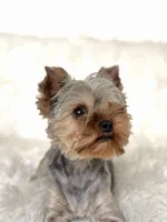 Blue boy, a male Yorkshire Terrier for sale in Nampa, ID – Photo 9 of 9