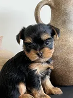 Miss Red, a female Yorkshire Terrier for sale in Nampa, ID – Photo 1 of 9