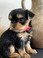 Miss Red, a female Yorkshire Terrier for sale in Nampa, ID – Photo 3 of 9