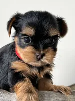 Miss Red, a female Yorkshire Terrier for sale in Nampa, ID – Photo 4 of 9