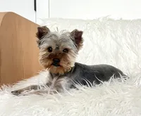 Miss Red, a female Yorkshire Terrier for sale in Nampa, ID – Photo 6 of 9