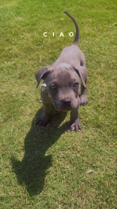 Chrome , a male Cane Corso for sale in Griffin, GA – 6 of 8