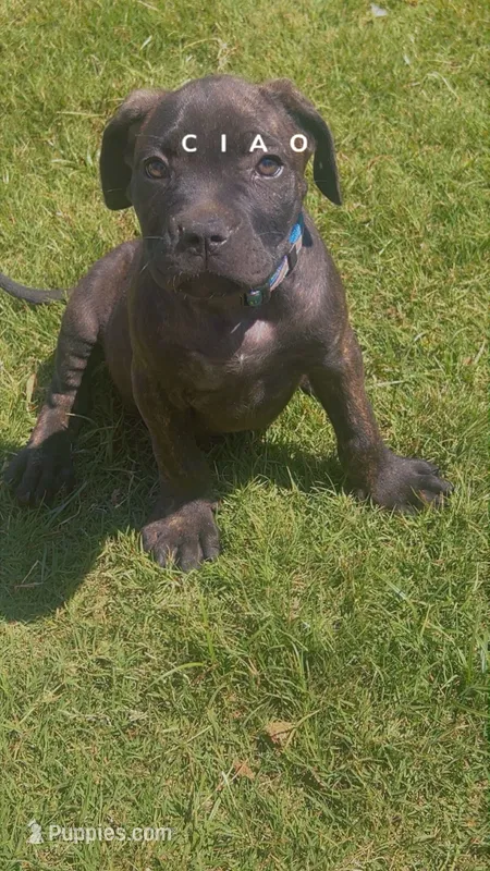 Cane Corso  – Cane Corso puppy for sale in Griffin, GA