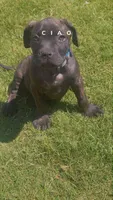 Cane Corso , a male Cane Corso for sale in Griffin, GA – 1 of 1