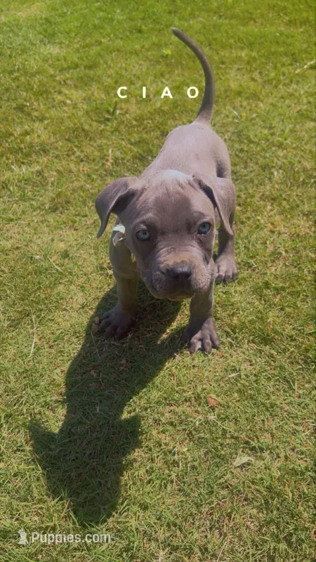 Cane Corso  – Cane Corso puppy for sale in Griffin, GA