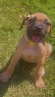 Chrome , a male Cane Corso for sale in Griffin, GA – 4 of 8