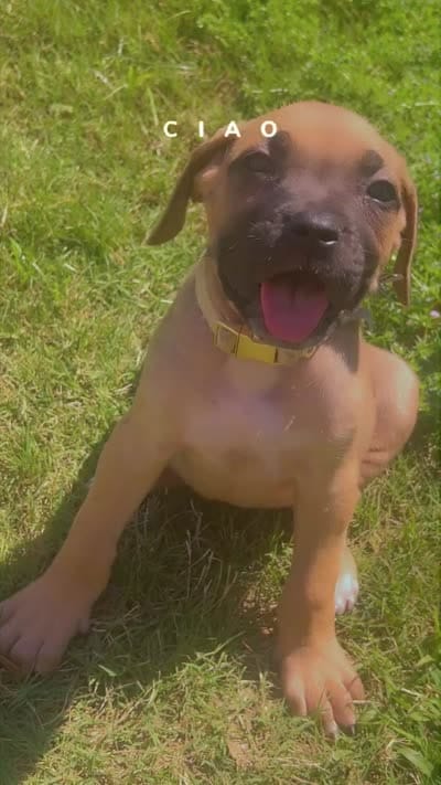 Chrome , a male Cane Corso for sale in Griffin, GA – 5 of 8
