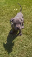 Chrome , a male Cane Corso for sale in Griffin, GA – 2 of 8