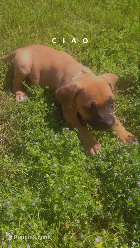 Chrome  – Cane Corso puppy for sale in Griffin, GA