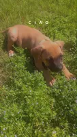 Chrome , a male Cane Corso for sale in Griffin, GA – 1 of 8