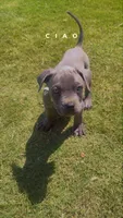 Chrome , a male Cane Corso for sale in Griffin, GA – 3 of 8