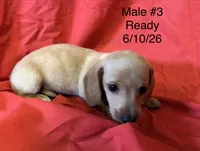 Male #3, a male Miniature Dachshund for sale in Keota, OK – 3 of 8