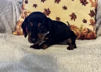 Lavender, a female Miniature Dachshund for sale in Keota, OK – 4 of 6