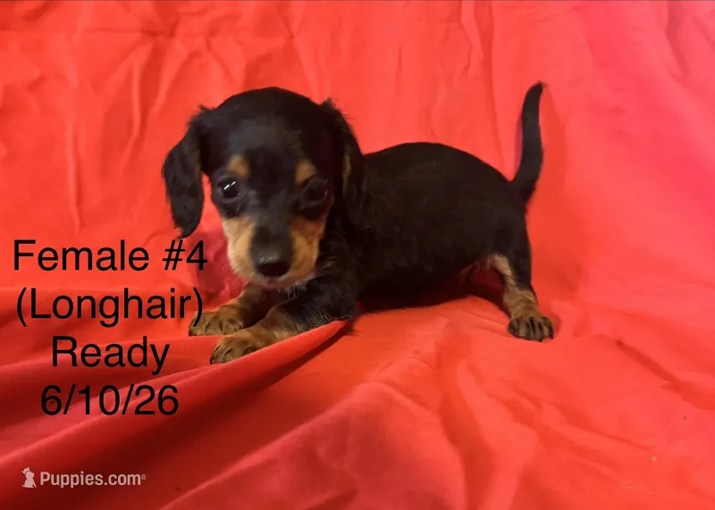 Female #4 – Miniature Dachshund puppy for sale in Keota, OK