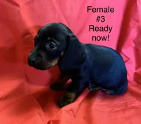 Female #3, a female Miniature Dachshund for sale in Keota, OK – 4 of 4