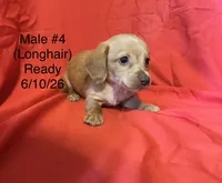 Male #4, a male Miniature Dachshund for sale in Keota, OK – 2 of 5