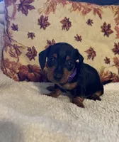 Purple, a female Miniature Dachshund for sale in Keota, OK – 1 of 6