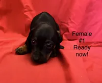 Female #1, a female Miniature Dachshund for sale in Keota, OK – 4 of 5