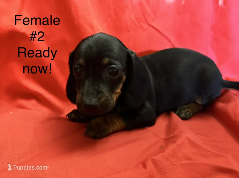 Female #2 – Miniature Dachshund puppy for sale in Keota, OK