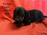 Female #2, a female Miniature Dachshund for sale in Keota, OK – 1 of 5