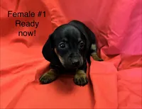 Female #1, a female Miniature Dachshund for sale in Keota, OK – 2 of 5
