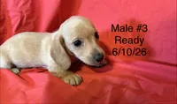 Male #3, a male Miniature Dachshund for sale in Keota, OK – 2 of 8
