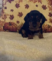 Lavender, a female Miniature Dachshund for sale in Keota, OK – 5 of 6