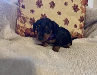 Purple, a female Miniature Dachshund for sale in Keota, OK – 6 of 6