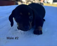 Male 2, a male Miniature Dachshund for sale in Keota, OK – Photo 4 of 5