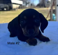 Male 2, a male Miniature Dachshund for sale in Keota, OK – Photo 5 of 5