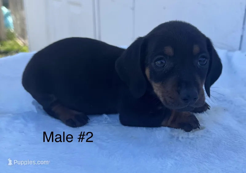 Male 2, a male Miniature Dachshund for sale in Keota, OK – Photo 1 of 5