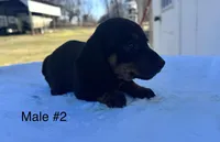 Male 2, a male Miniature Dachshund for sale in Keota, OK – Photo 2 of 5