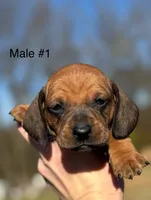 Male #1 *REDUCED*, a male Miniature Dachshund for sale in Keota, OK – Photo 3 of 9