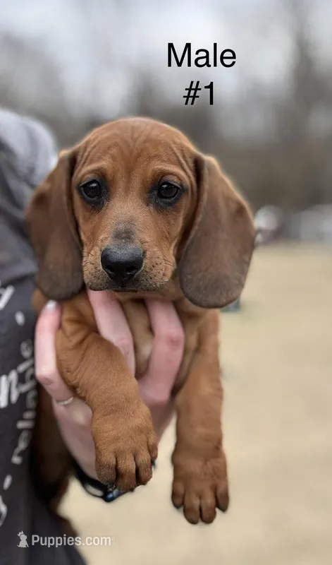 Male #1 *REDUCED*, a male Miniature Dachshund for sale in Keota, OK – Photo 1 of 9