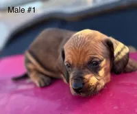 Male #1 *REDUCED*, a male Miniature Dachshund for sale in Keota, OK – Photo 2 of 9