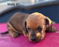 Male #1 *REDUCED*, a male Miniature Dachshund for sale in Keota, OK – Photo 4 of 9