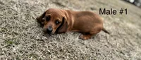 Male #1 *REDUCED*, a male Miniature Dachshund for sale in Keota, OK – Photo 7 of 9
