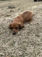 Male #1 *REDUCED*, a male Miniature Dachshund for sale in Keota, OK – Photo 9 of 9