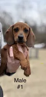 Male #1 *REDUCED*, a male Miniature Dachshund for sale in Keota, OK – Photo 6 of 9