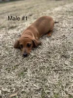 Male #1 *REDUCED*, a male Miniature Dachshund for sale in Keota, OK – Photo 8 of 9