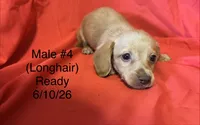 Male #4, a male Miniature Dachshund for sale in Keota, OK – 5 of 5