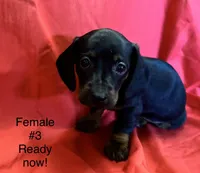 Female #3, a female Miniature Dachshund for sale in Keota, OK – 2 of 4