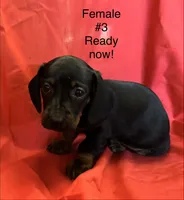 Female #3, a female Miniature Dachshund for sale in Keota, OK – 3 of 4
