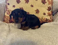 Purple, a female Miniature Dachshund for sale in Keota, OK – 5 of 6