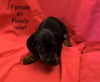 Female #1, a female Miniature Dachshund for sale in Keota, OK – 3 of 5