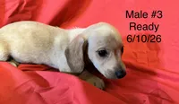 Male #3, a male Miniature Dachshund for sale in Keota, OK – 7 of 8