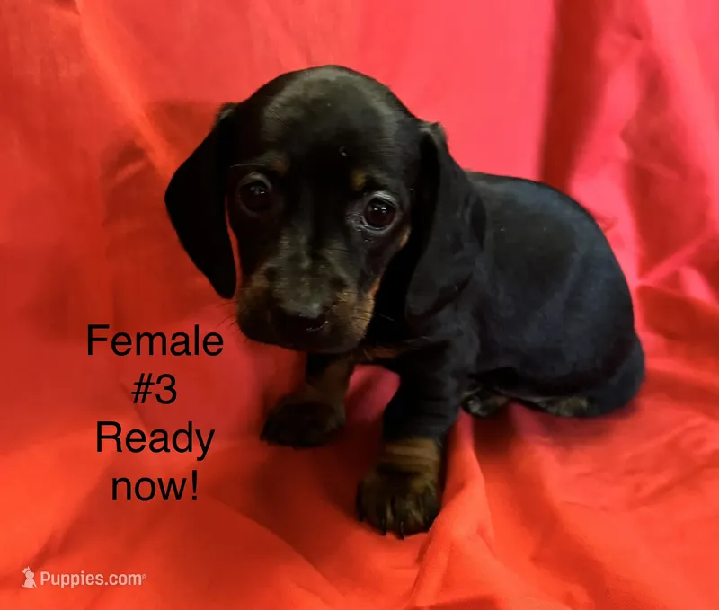 Female #3 – Miniature Dachshund puppy for sale in Keota, OK