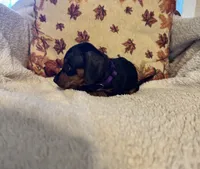 Purple, a female Miniature Dachshund for sale in Keota, OK – 2 of 6
