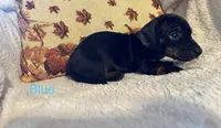 Blue, a male Miniature Dachshund for sale in Keota, OK – 3 of 6