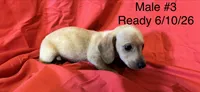 Male #3, a male Miniature Dachshund for sale in Keota, OK – 5 of 8